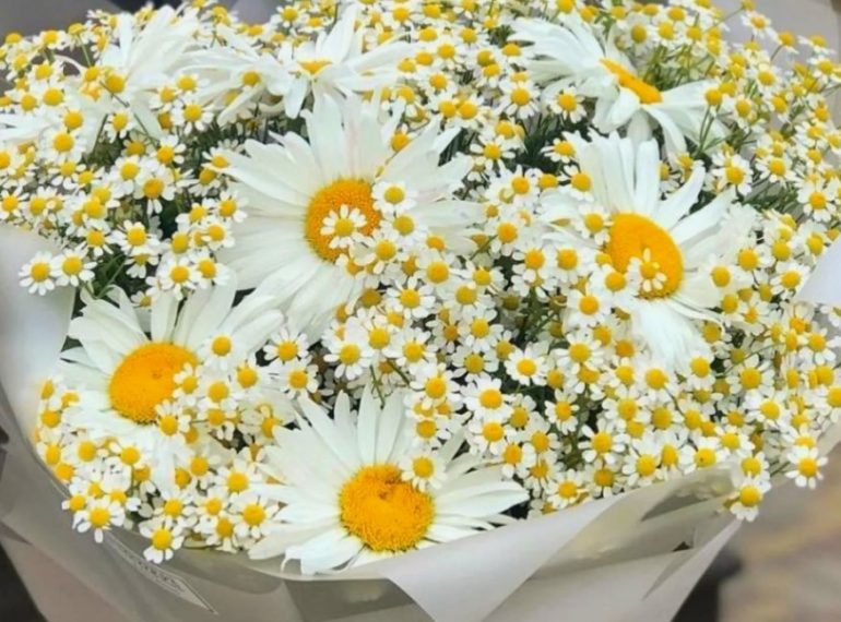 Доставка букета ромашек: как сделать сюрприз любимым людям